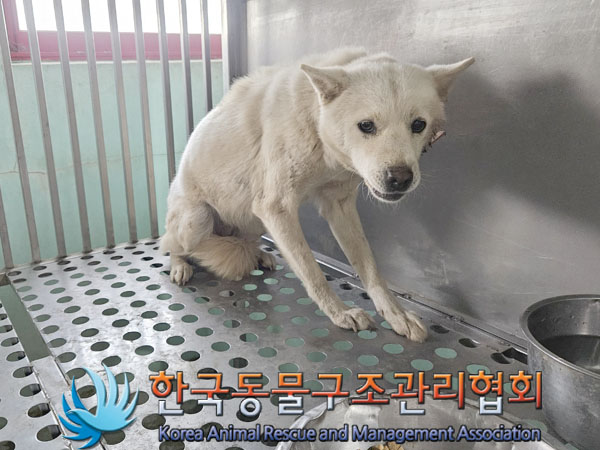 보호중 믹스견의 가…